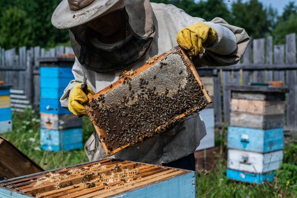 Quelles techniques pour promouvoir l'apiculture en milieu urbain?
